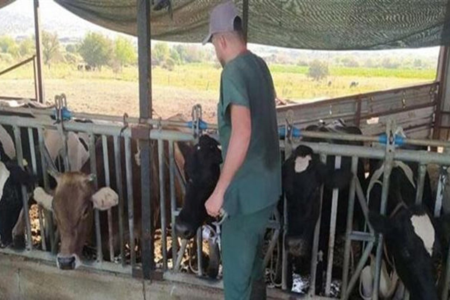 Aydın Yenipazar'da Şap Hastalığı: 17 Mahallede Karantina Kararı!