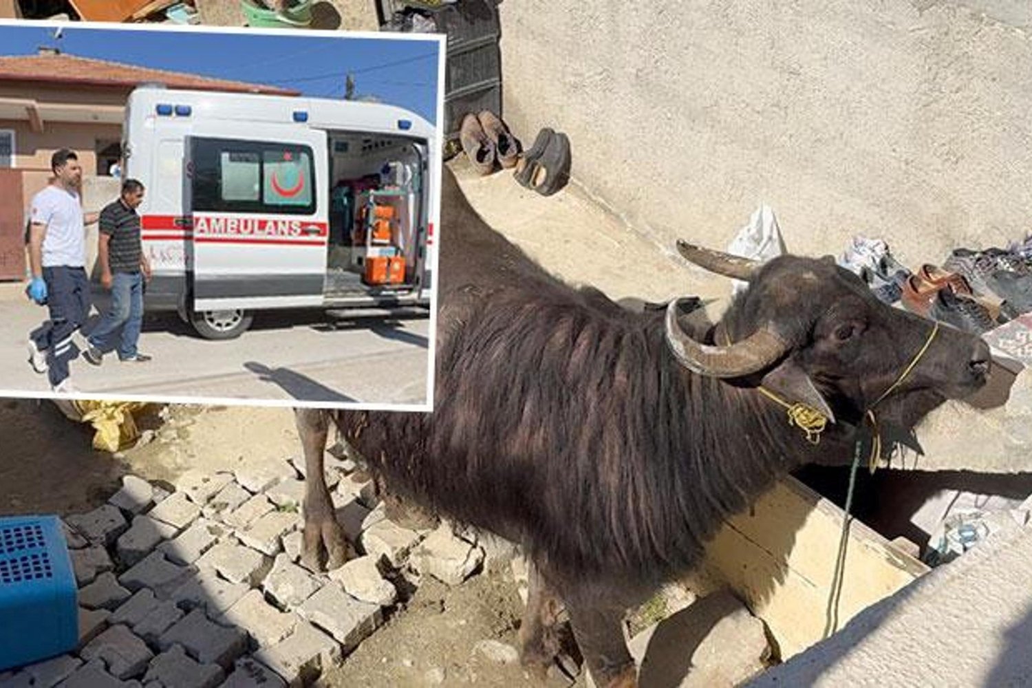 Çorum'da Kurbanlık Hayvanın Saldırgan Tavırları Şok Etti