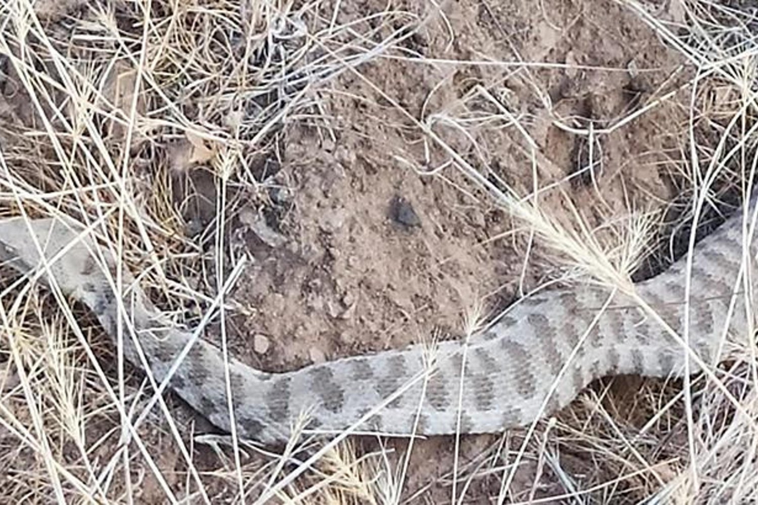 Elazığ'da Zehirli Engerek Yılanı Görüntülendi, Paniğe Neden Oldu
