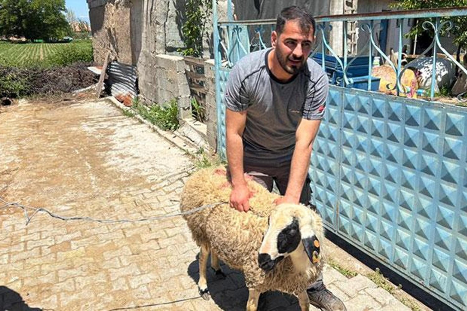 Erzincan'da Kurbanlık Koyun Kaçırma Heyecanı! Yakalanması An'a Yansıdı
