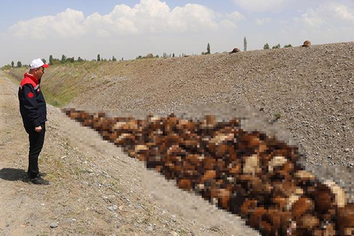 Koyun Katliamı! Arı saldırısı ve panik sonrası 400 hayvan telef oldu
