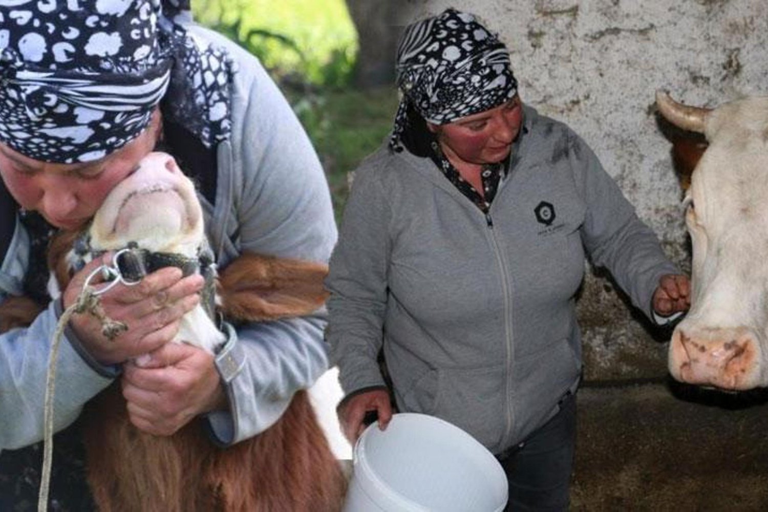 Köyde Hayvancılığa Başlayan 46 Yaşındaki Nino Eroğlu'nun İlginç Hayatı