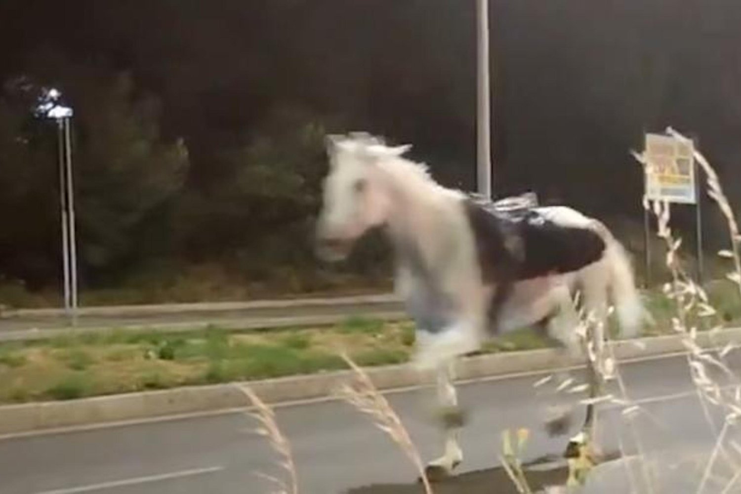 Roma'da Cumhuriyet Bayramı kutlamaları sırasında atlar kaçtı: maddi hasar oluştu