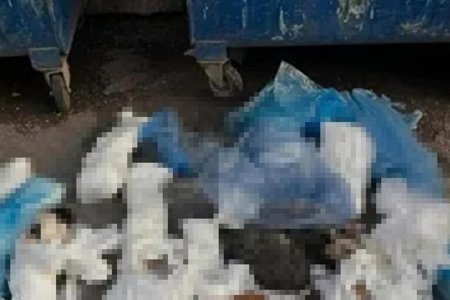 İzmir'de 33 Köpek Ölümleri Üzerine Veteriner Hekim Tutuklandı
