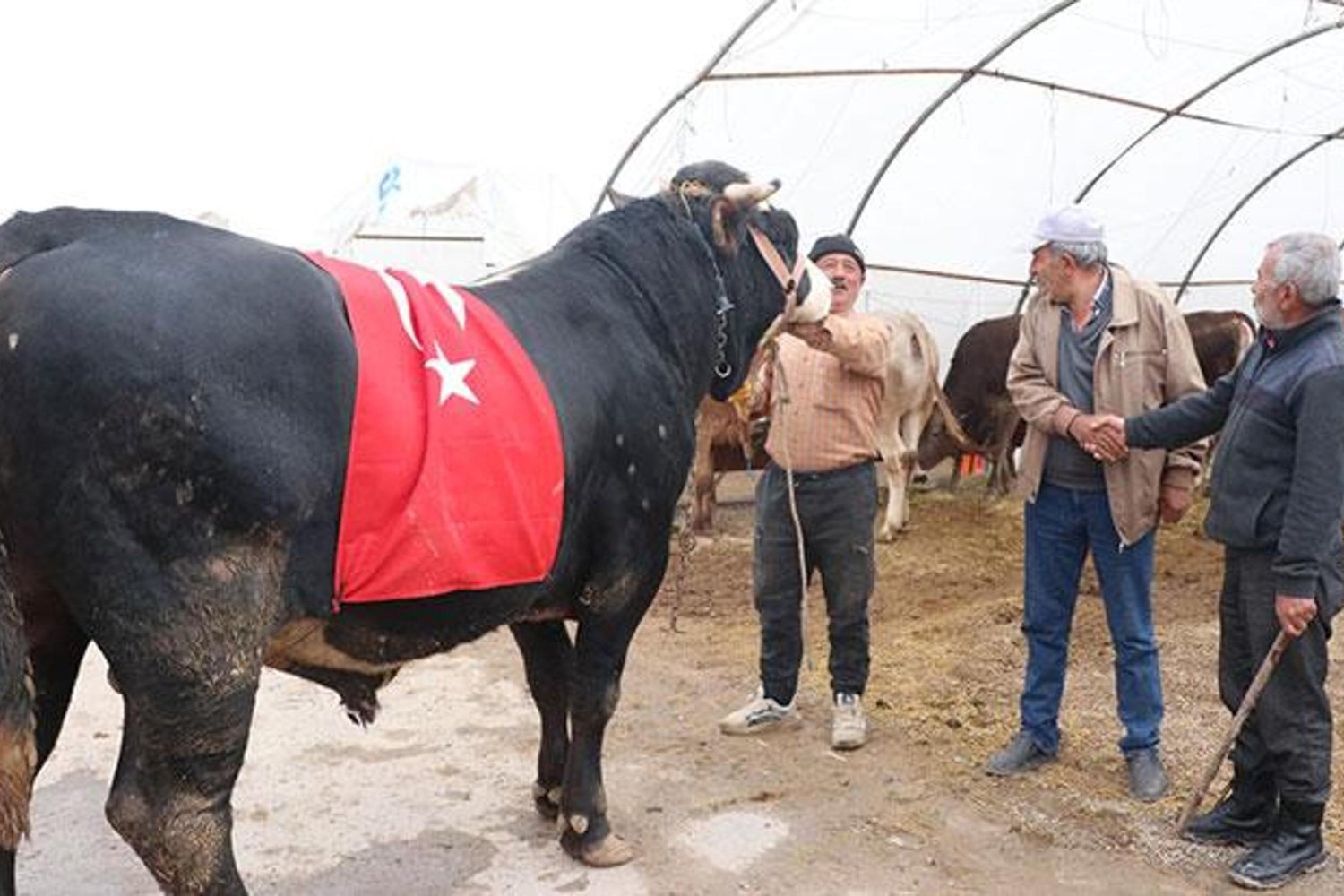 Kayseri Kurban Pazarında Dev Gümüş Gibi Boğa Satışı Rekor Kırdı