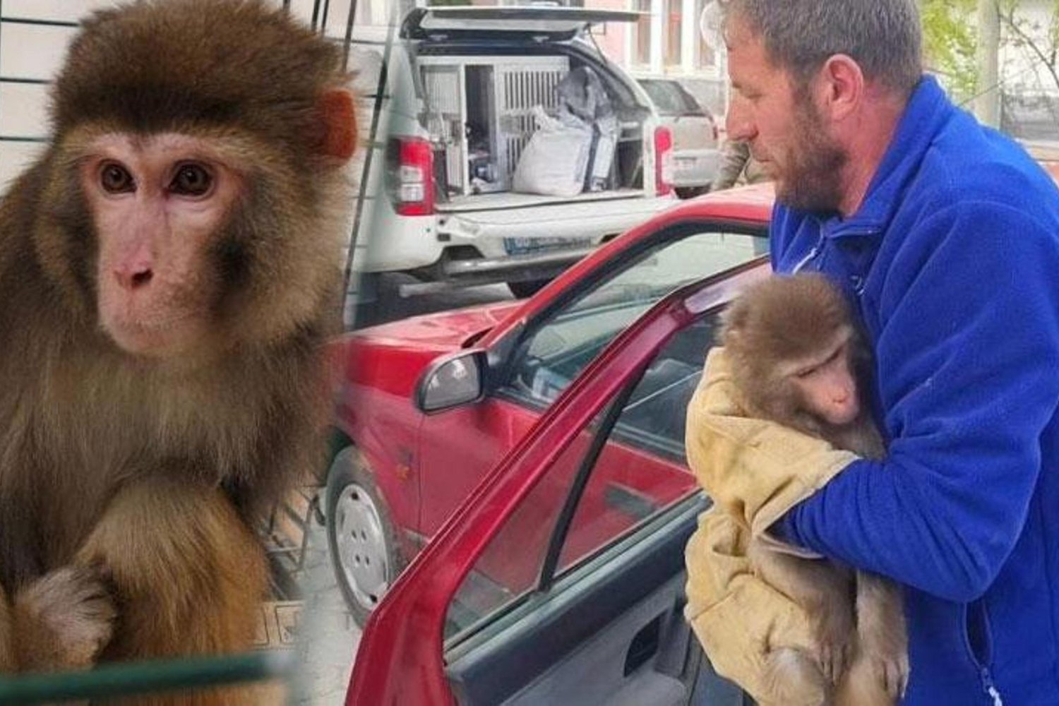 Yozgat'ta Maymun Detayı Güvenlik Birimlerini Harekete Geçirdi!