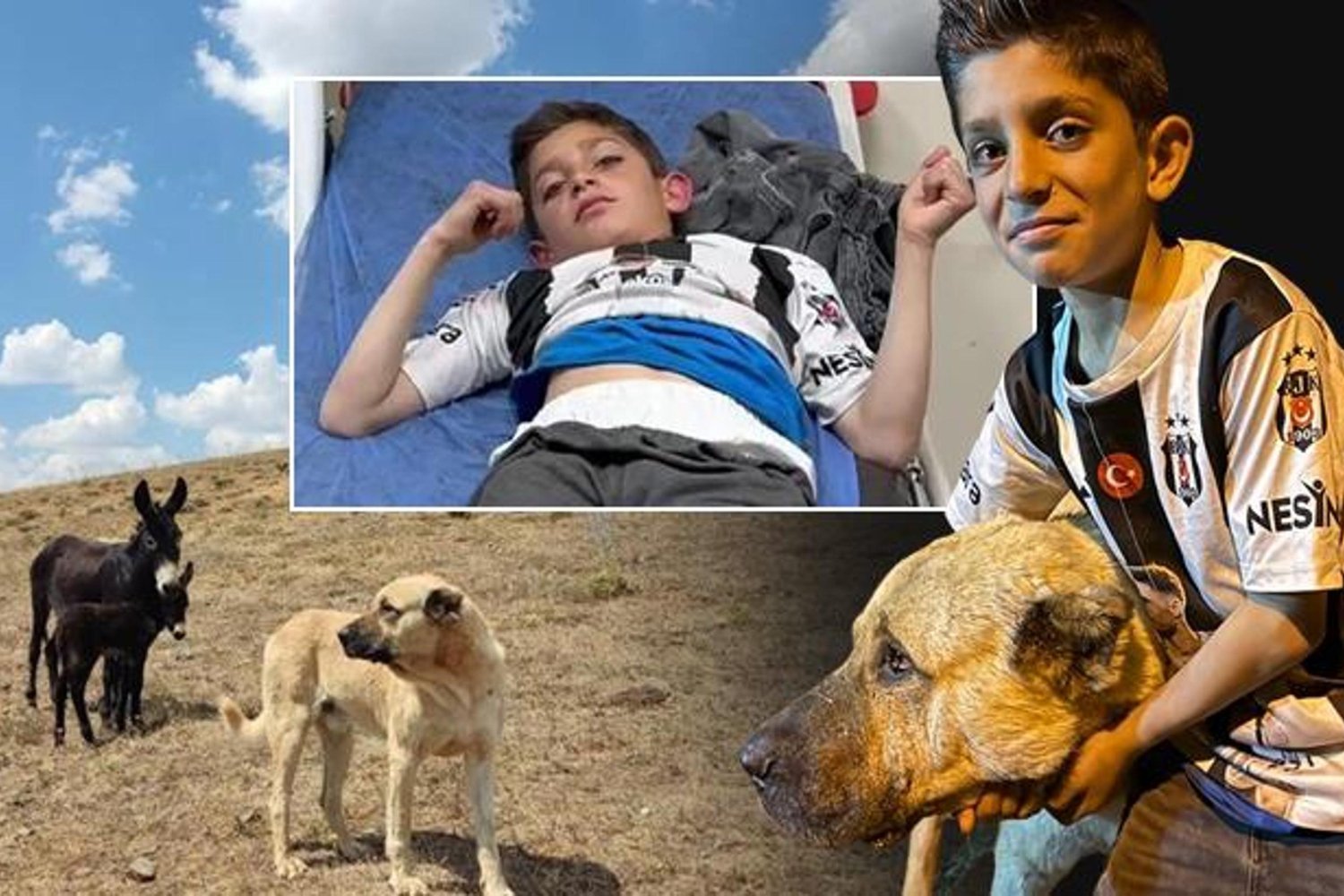 Kangal Köpeği Kral Sürükleyici Kurtarma Hikayesi: Ayı Saldırısına Cesur Müdahale