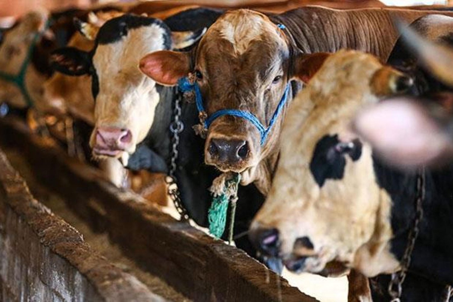 Kurban Rehberi: Güncel Kesim ve Vekalet Kurallarıyla Bayram Güvenle Kutlanıyor