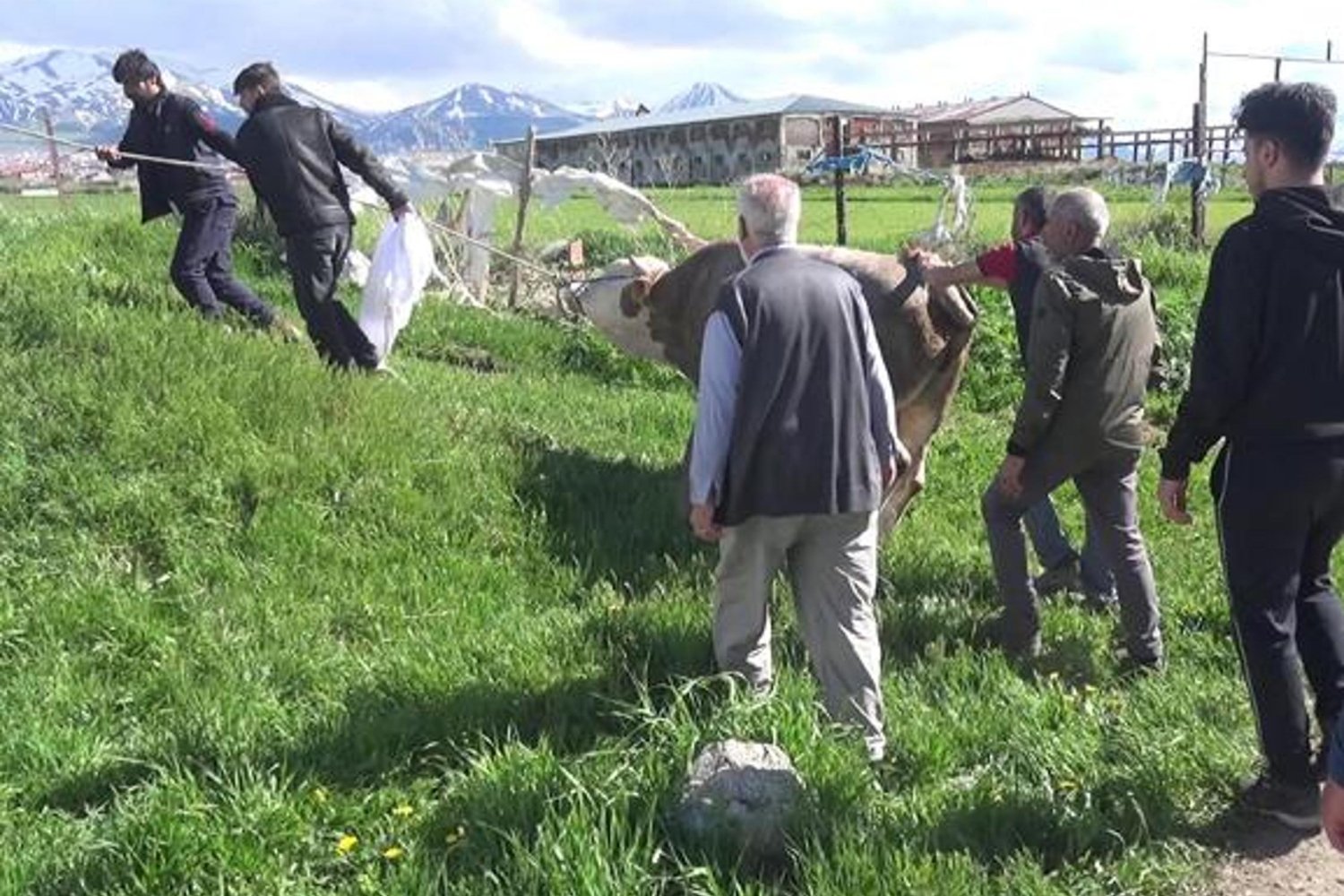 Erzurum'da Kurban Kesiminde Yaralanmalar ve Kalp Krizi Vaka Sayıları Artıyor!