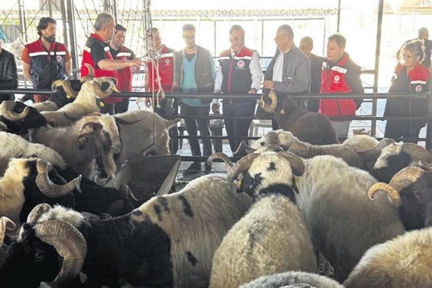 Kurban Bayramında Kırmızı Et Tüketiminde Dikkat! Kalp Sağlığı ve Porsiyon Kontrolü Önemli