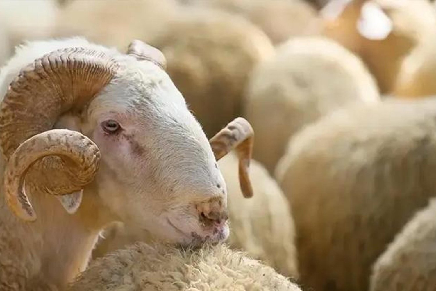 Kurbanlık Fiyatları Güncel ve Dikkat Edilmesi Gerekenler