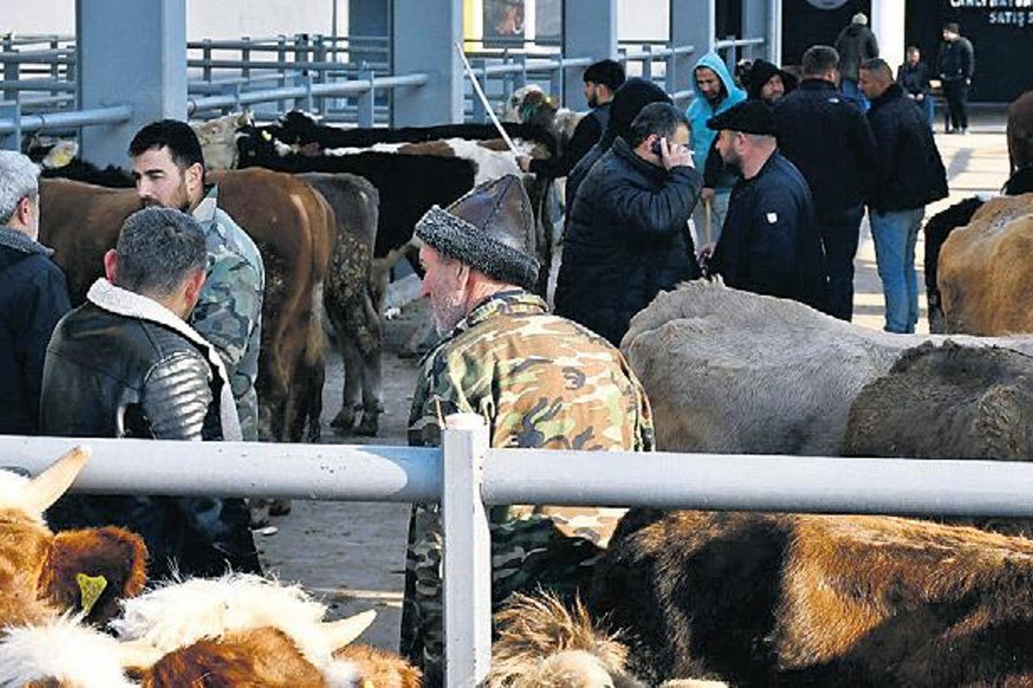 Kurban Bayramı Öncesi Kurbanlık Fiyatları Artışta