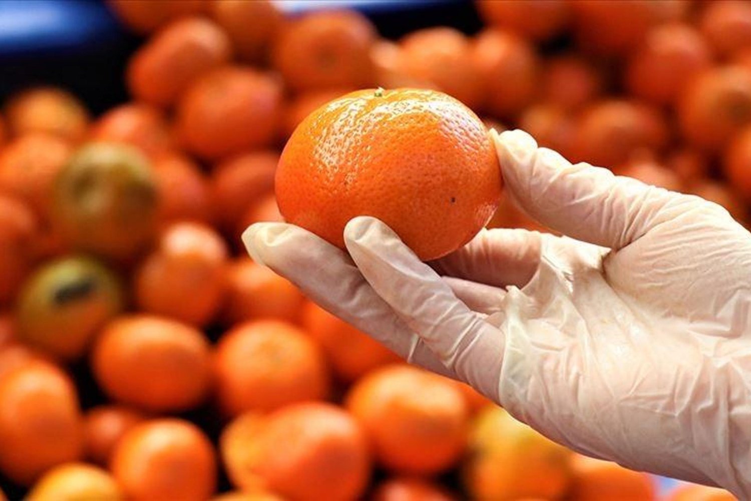 Mersin, Turunçgil ve Yaş Mevezde Liderlik Hâkimiyetini Sürdürüyor