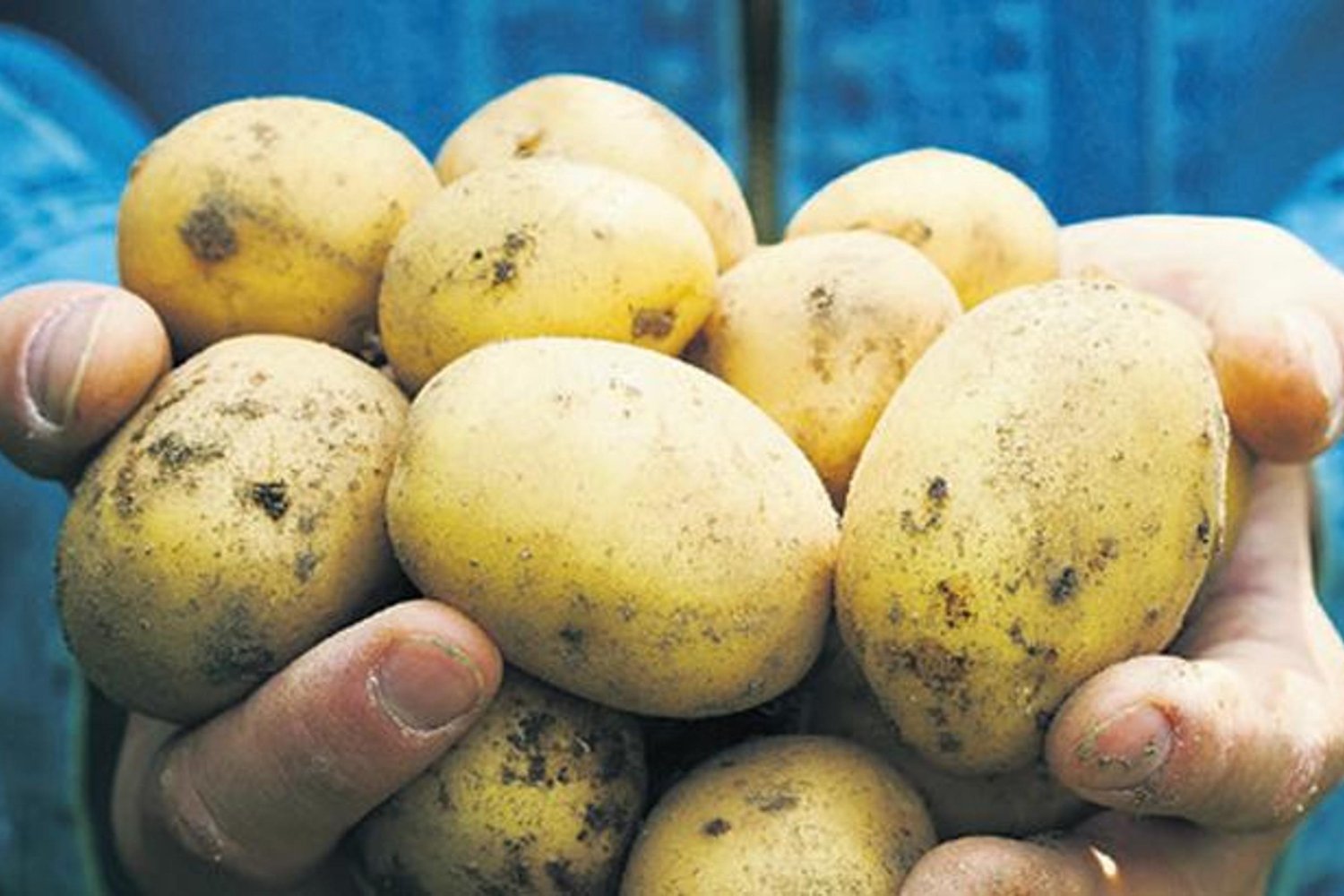 Patates Fiyatları Savaş ve Piyasa Dengesini Etkiliyor: İşte Son Durum