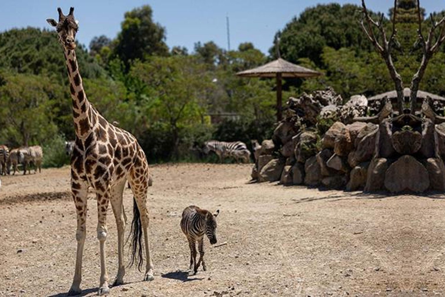 İzmir Doğal Yaşam Parkında Sevgi Dolu Zebra ve Zürafa Arkadaşlığı