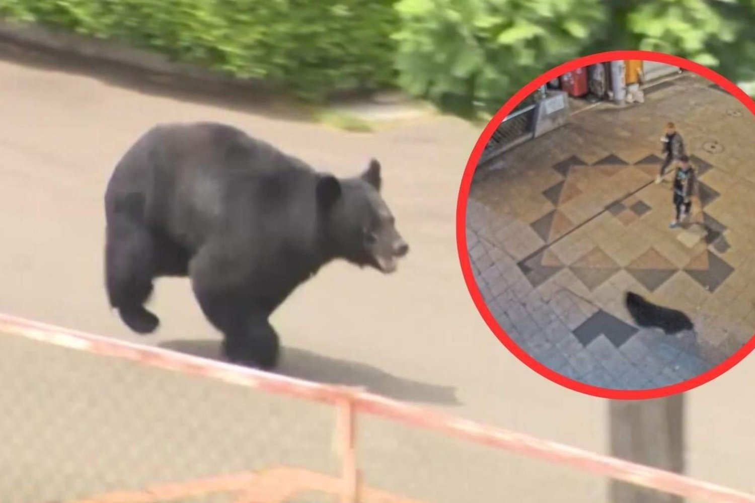 Utsunomiya'da Ayı Panik Yarattı: 94 İLKOKULDA Eğitime Ara Verildi