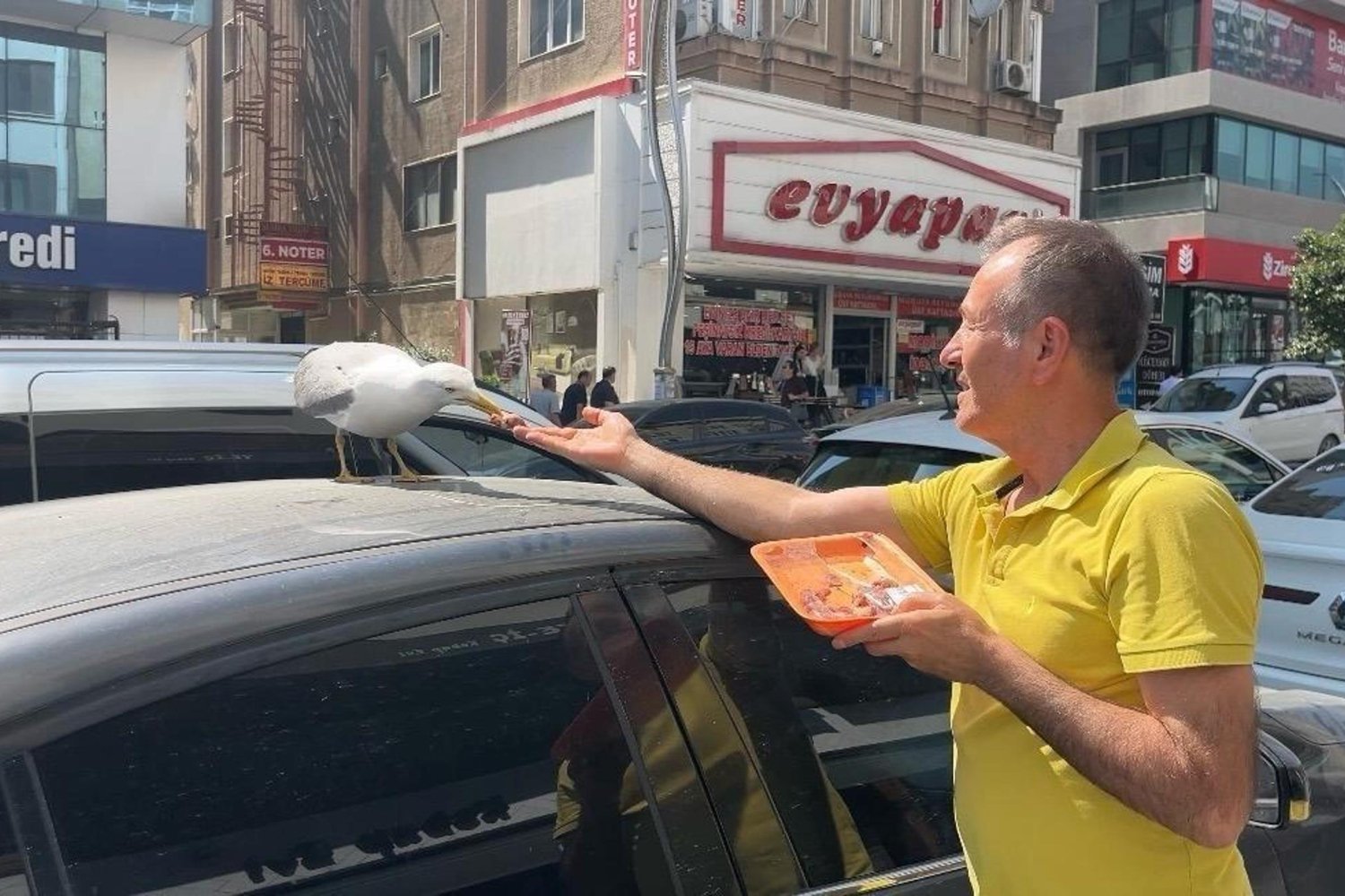 Gebze'da Martı 'Pamuk' Esnafın Maskotu Oldu