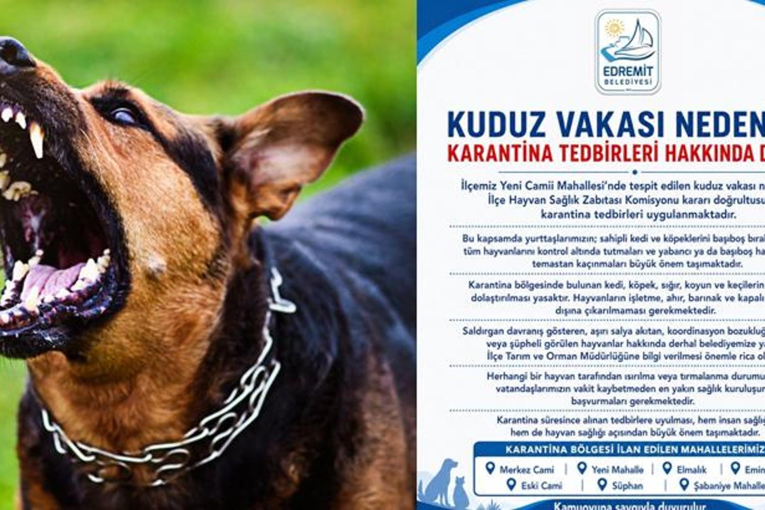 Edremit'te Kuduz Alarmı! Vatandaşlar ve Hayvanlar İçin Kritik Uyarı