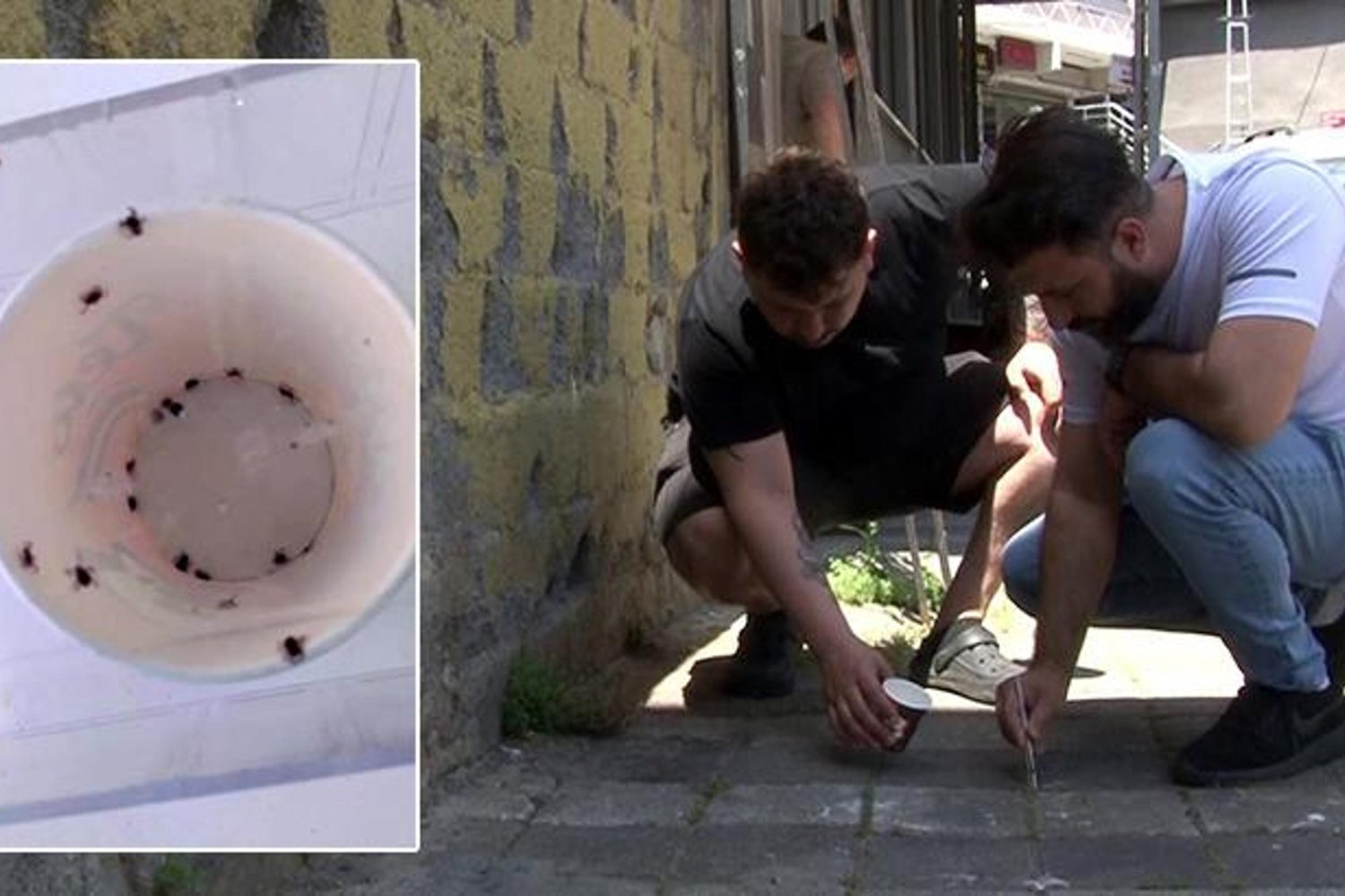 Kene Tehlikesi Artıyor! Sarıyer'de Mahalleli Endişeli