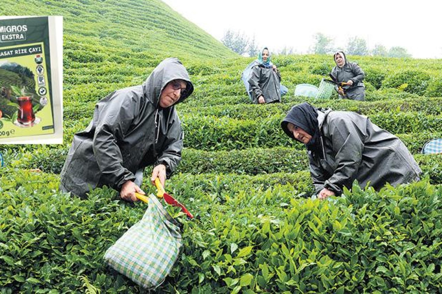 Çayda Sürdürülebilirlik Devrimi: Rize’de Yeni Modelle Kalite ve Verim Artıyor