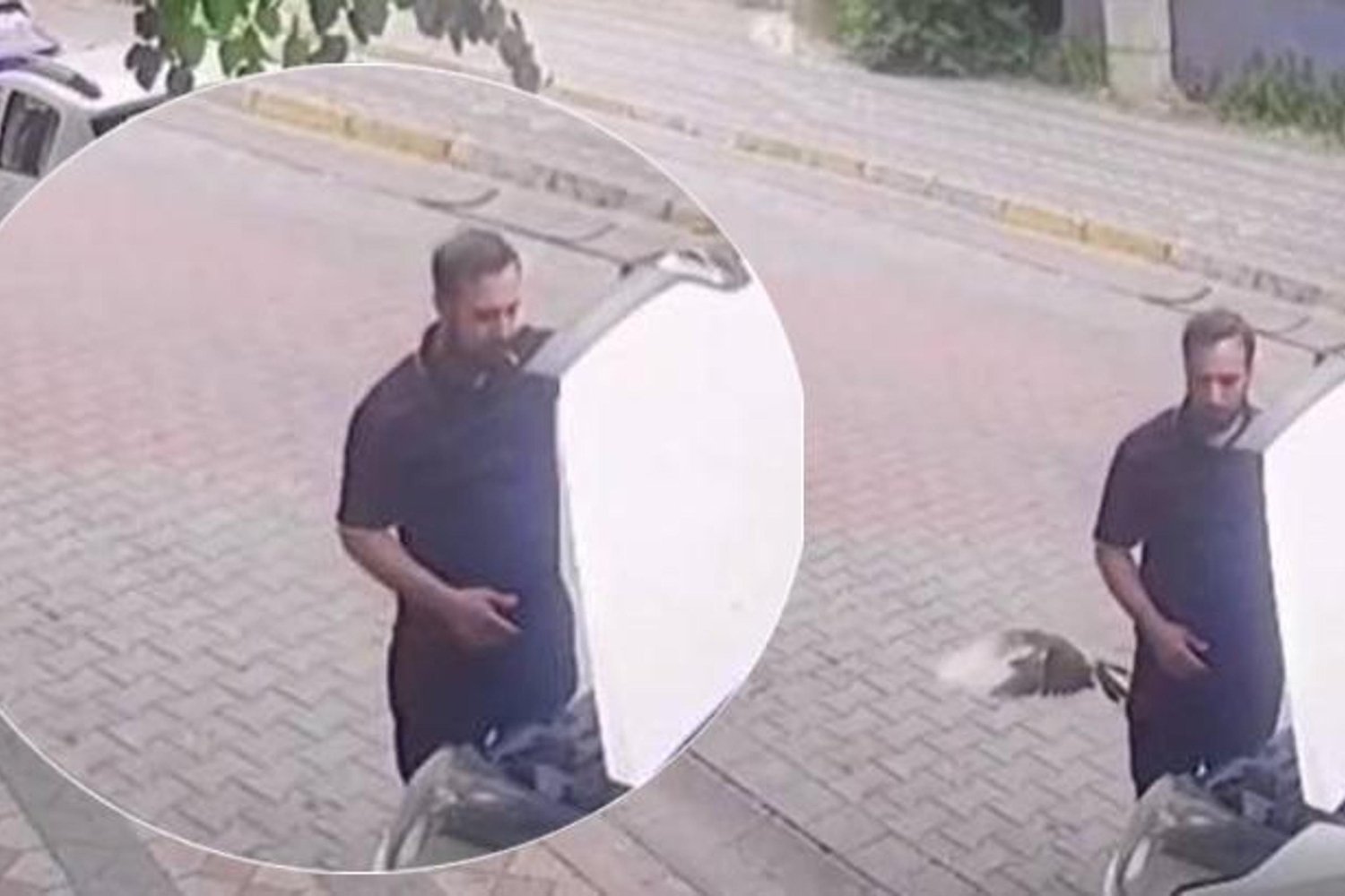 İlginç Olaylar: Kaput Açarken Uçan Kuş ve Yılan Sandığı Kertenkele