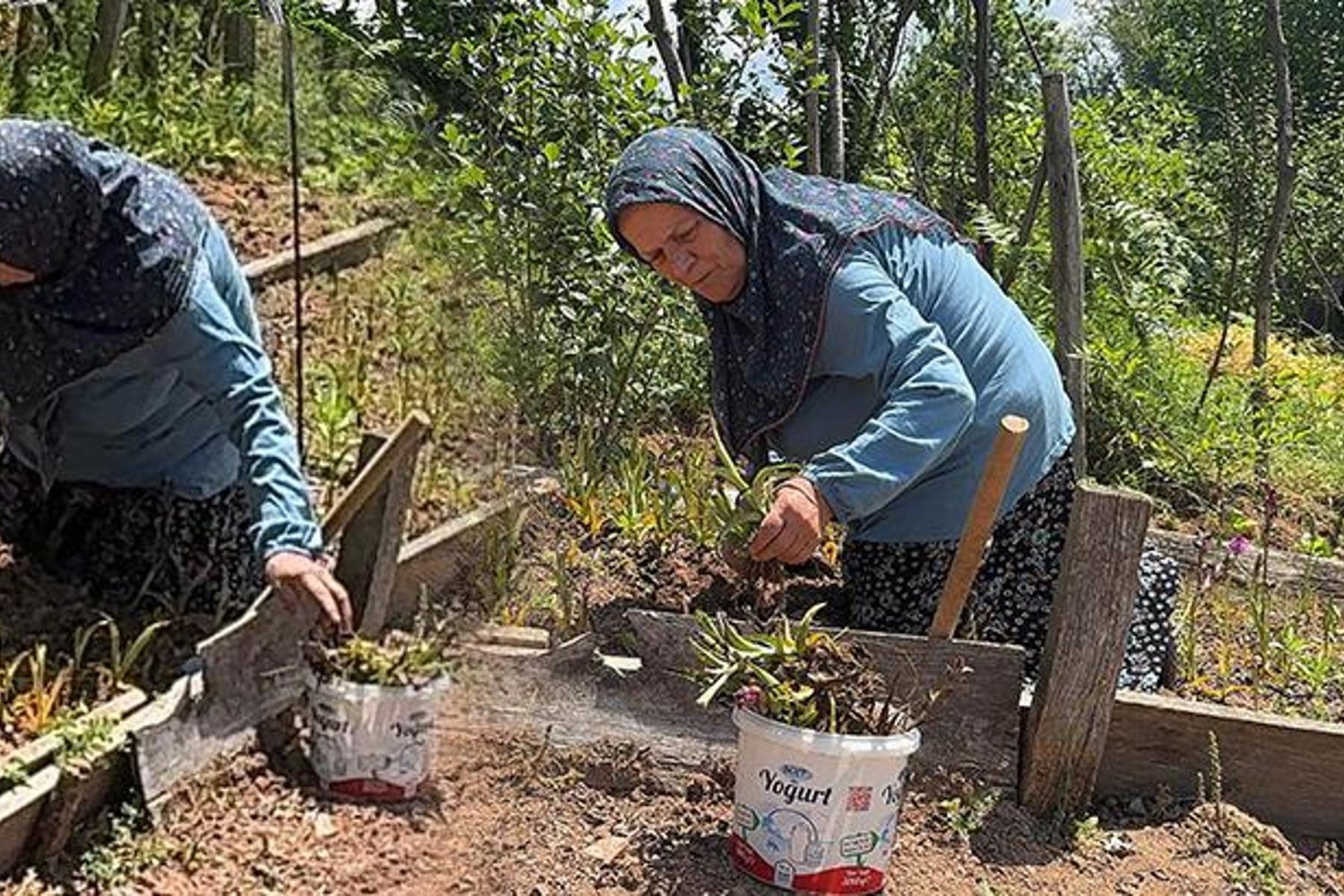 Salep Orkidesiyle Girişimciliği Başarıyla Yapan Giresunlu Çiftçi Öztürk