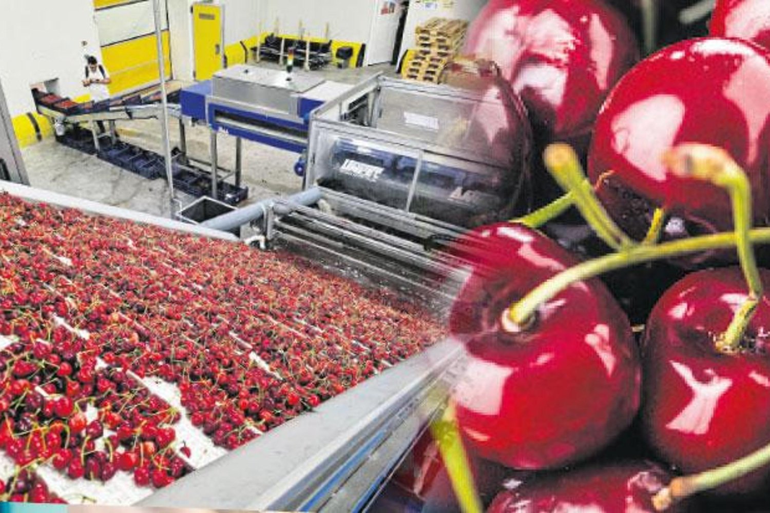 Çin Pazarına Kiraz İhracatı Günden Güne Yükseliyor