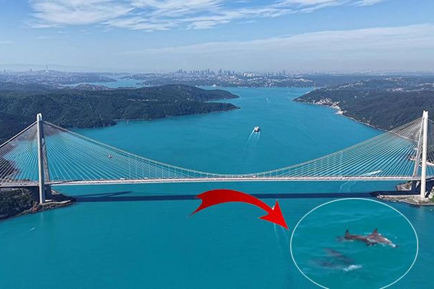 İstanbul Boğazı Turkuaz Renkli Denizle Yunusların Muhteşem Gösterisi