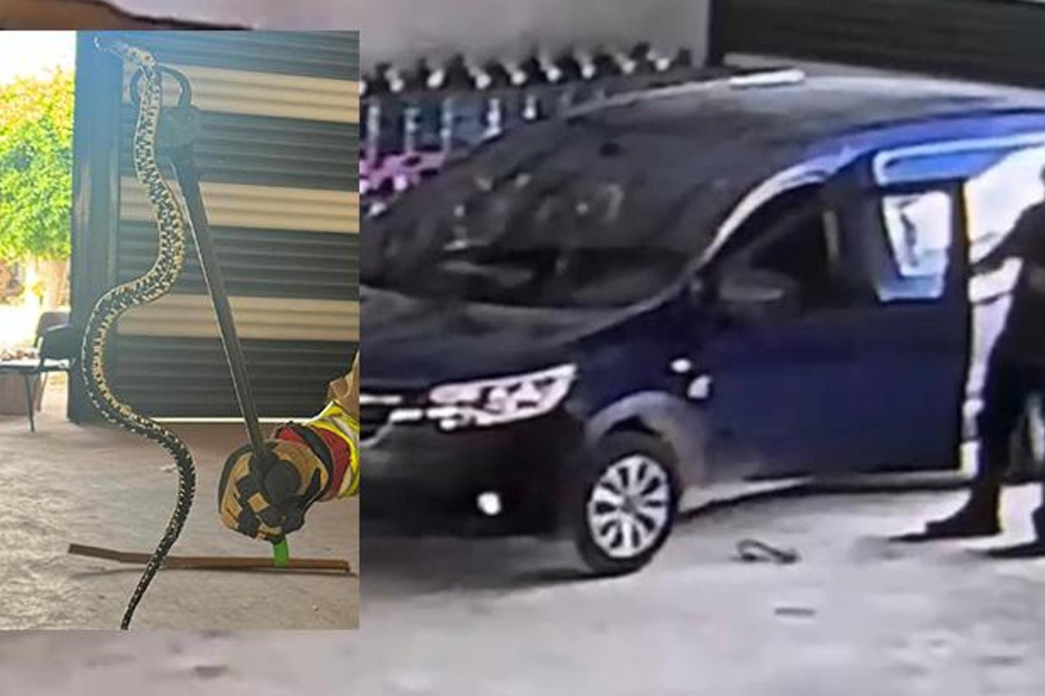 Samandağ'da Şok Anlar: Yılan Panik Yarattı! Güvenlik Kameraları Çözüm Sağladı