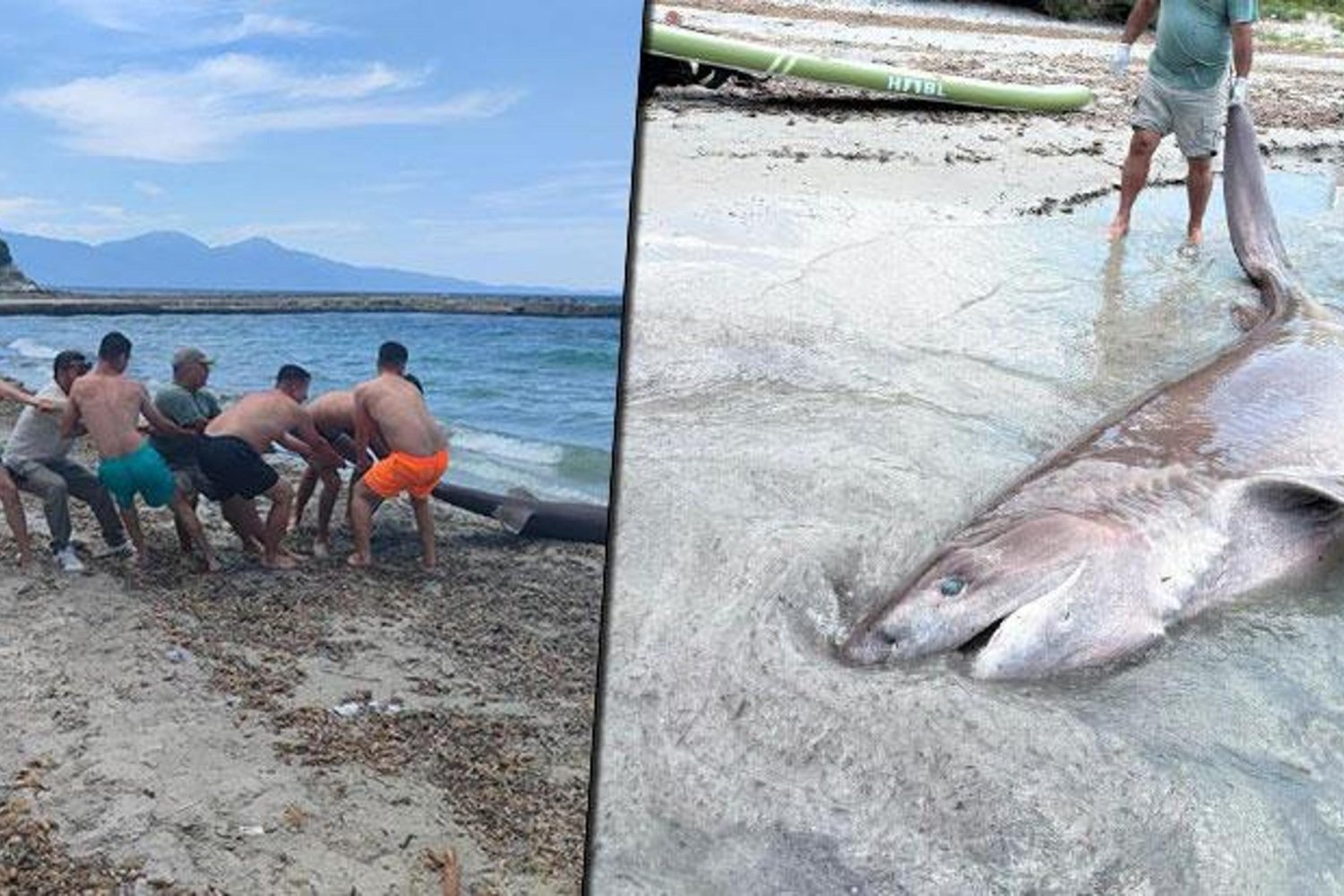 Kuşadası’nda Dev Boz Camgöz Köpekbalığı Kıyıya Vurdu: 3,85 Metre Uzunluğunda Özel İnceleme