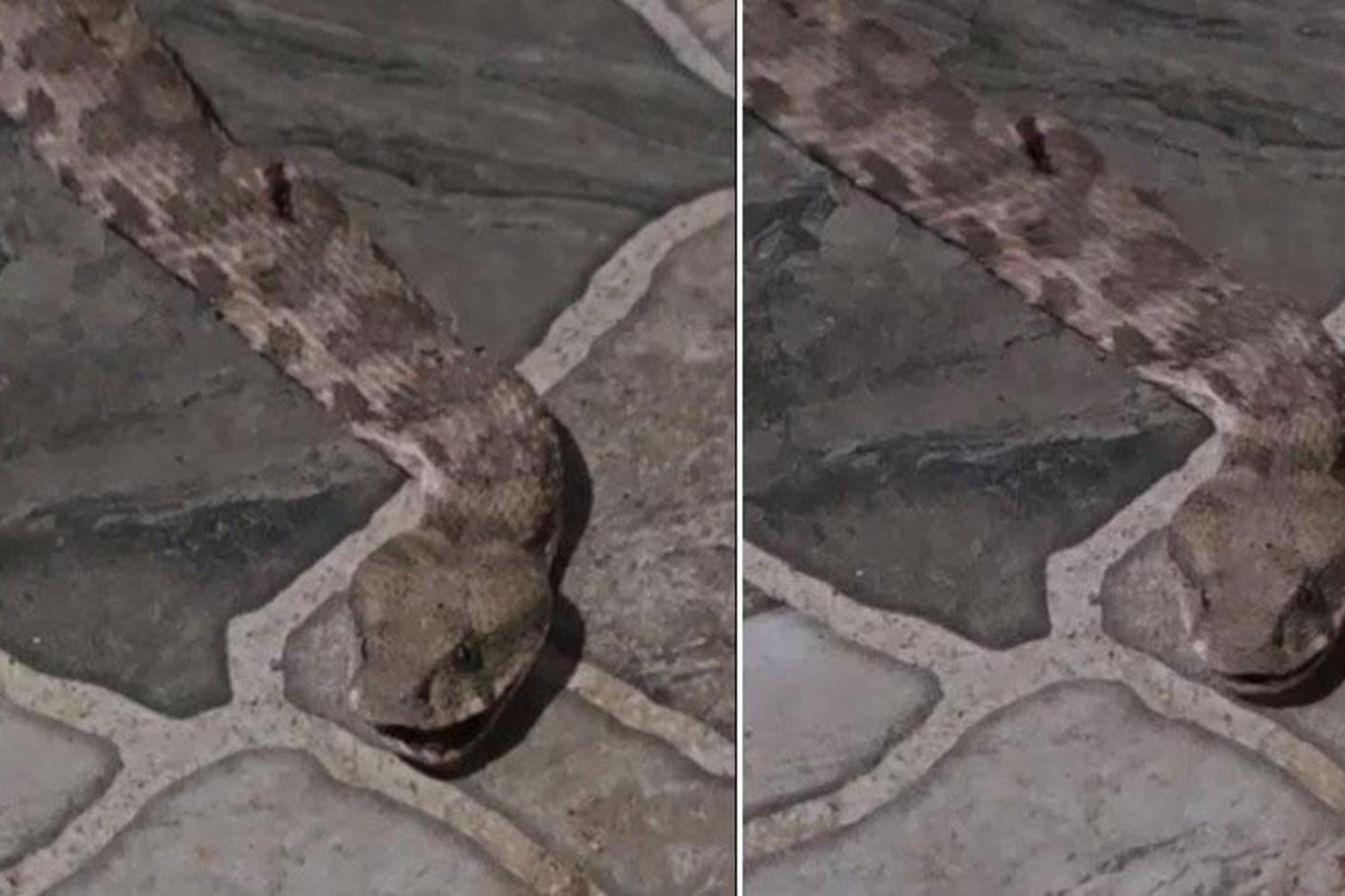 Şırnak’ta Dev Yılan Heyecanı! Bölgede Nadir Tür Yakalandı