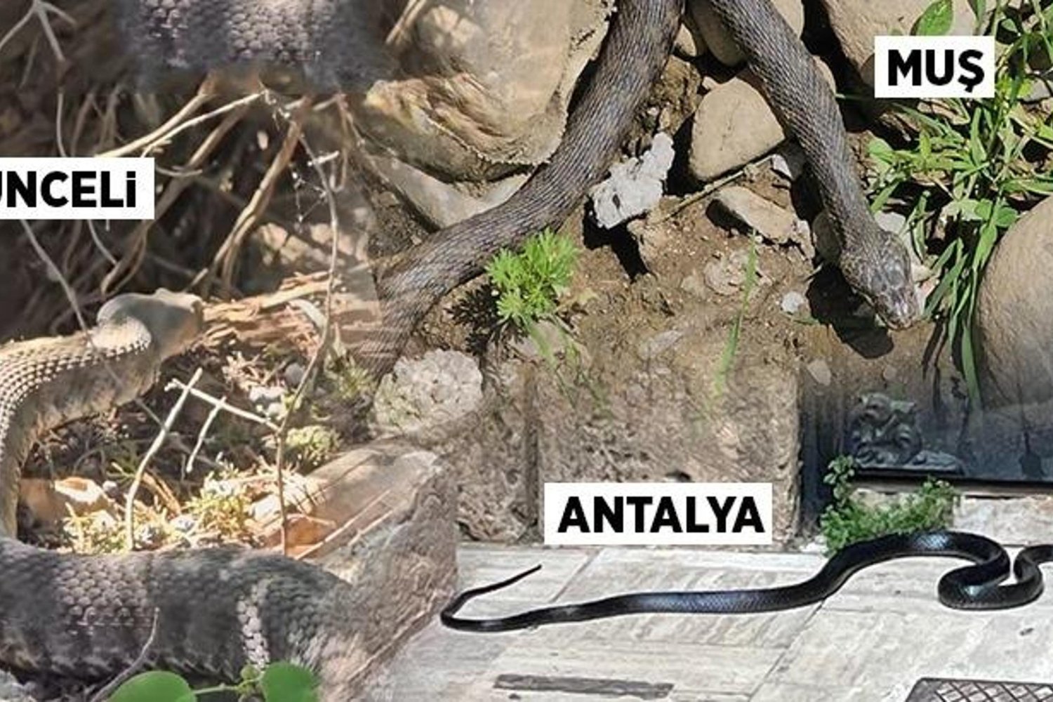 Yılan Görülmeleri Artarken Uzmanlar Uyarıyor: Zararsız Mı? Tehlikeli Mi?