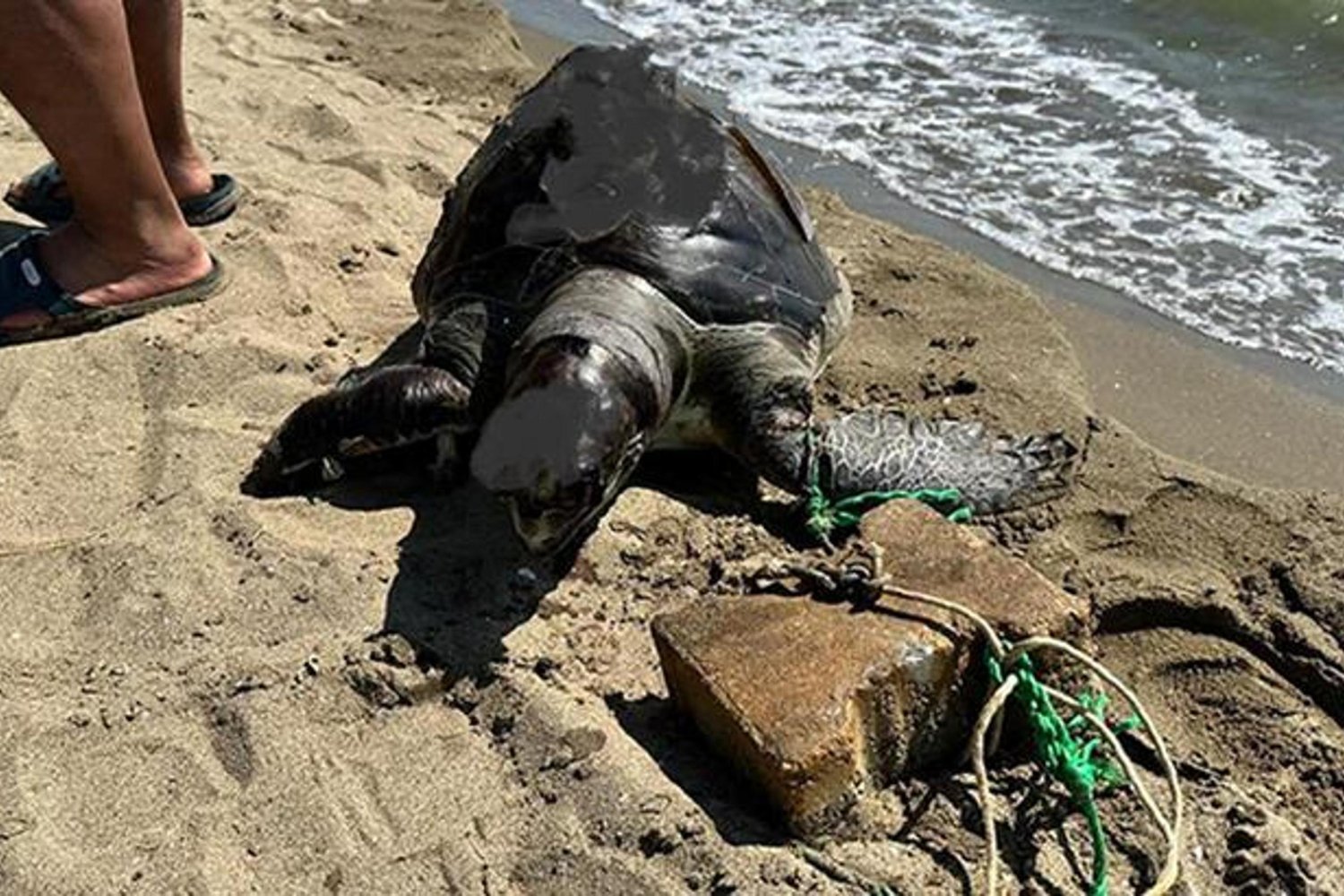 Deniz Kaplumbağasına Vahşi Saldırı Ormanı İstilası Şüphesi Yarattı